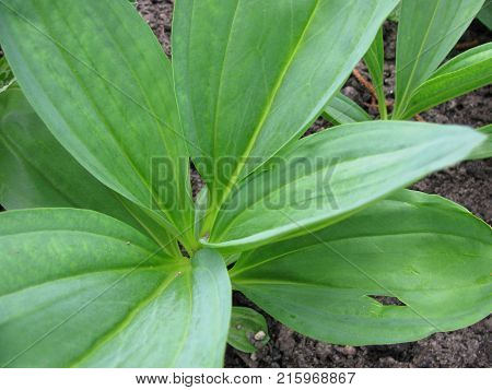 Yellow gentian plant in a little garden
