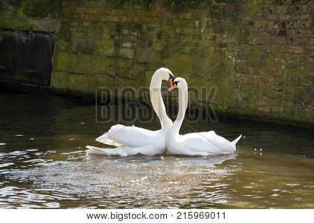 Graceful white swans on the water surface.
