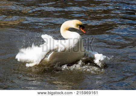 Graceful white swan on the water surface.