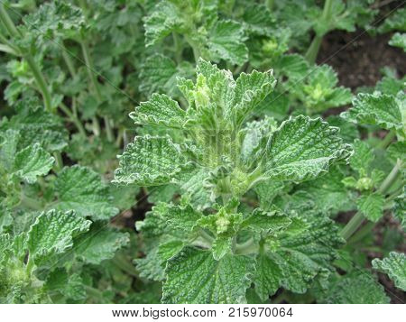 Green marrubium vulgare plant in a garden