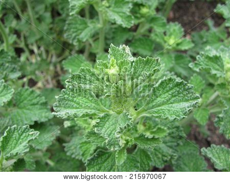 Green marrubium vulgare plant in a garden