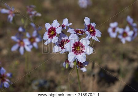 Flowers in the Atacama Desert after unusual rain in the Atacama Desert near Copiapo, in northern Chile.