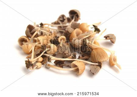 coprinellus disseminatus mushrooms in the wild fairy inkcap
