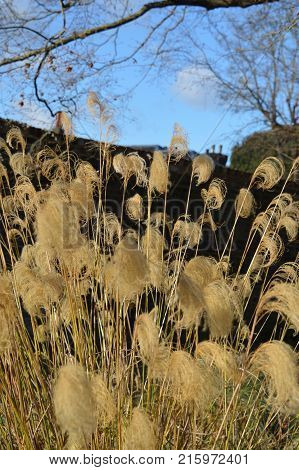 Miscanthus Nepalensis