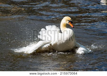 Graceful white swan on the water surface.