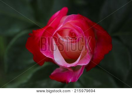 Blurred Nature Background. Cropped Shot of A Beautiful Red Rose. A photo of a beautiful pink rose in the garden. A photo of a beautiful rose. A beautiful red rose bud against dark background.