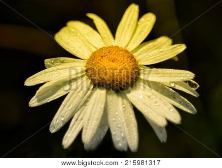 big beautiful daisy in warm tones dark background beautiful nature