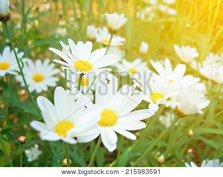 Beatiful Lavender Flowers In Garden Summer Nature