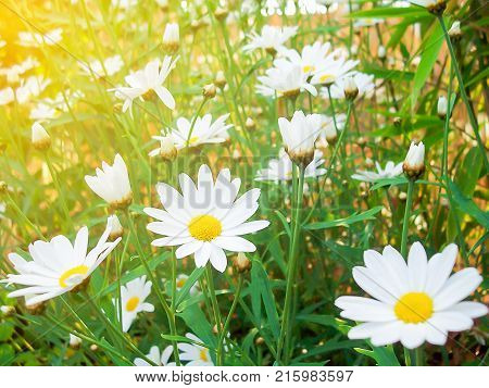 Beatiful Lavender Flowers In Garden Summer Nature