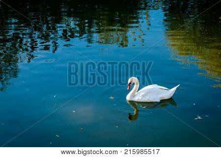 A white swan swimming in a lake with the reflection of the sky and trees in the water