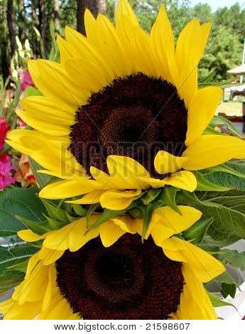 Girasoli Twin