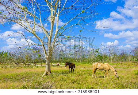 landscape with horses, intense colors and a tree without leaves, is autumn