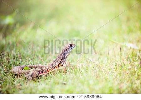 Closeup of an Leiolepis belliana, common butterfly lizard on the grass in Khao Sam Roi Yot National Park, Thailand. Also known as a  small-scaled lizard or ground lizard.
