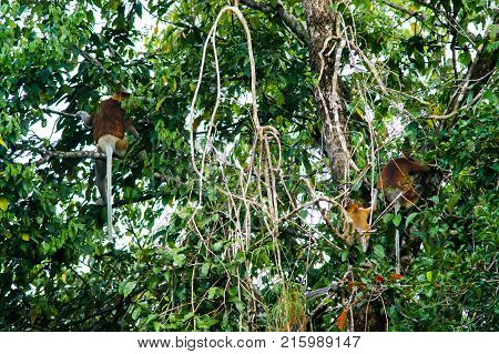 Some Proboscis monkeys or long nosed monkeys (Nasalis larvatus) sit dangling tails on tree in the jungles of Borneo. Malaysia.