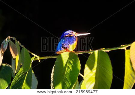 Kingfisher sitt on a branch in the jungles of Borneo. Malaysia.
