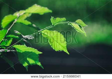 Green Spring Leaves trees cold temperature bright