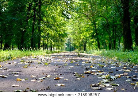 Autumn Park Trail Landscape