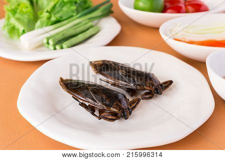 Lethocerus Indicus