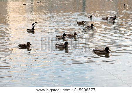Ducks