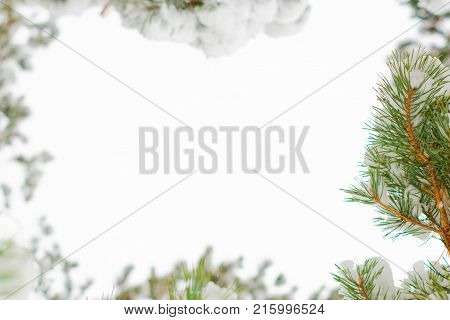 Branch Of Pine Tree With Snow.