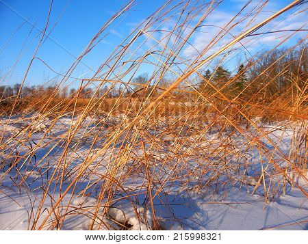 Snow covered prairie scene at Allerton Park in central Illinois