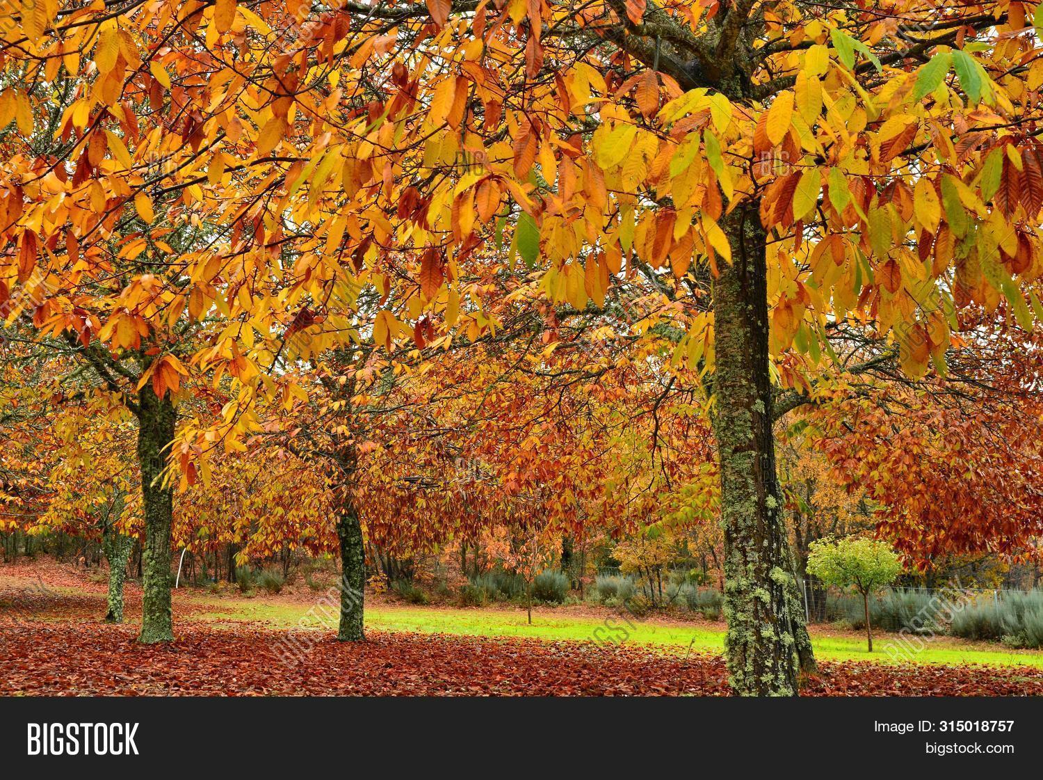 Chestnut Fall Color Autumn; Chestnut Trees Image & Photo (Free Trial) | Bigstock
