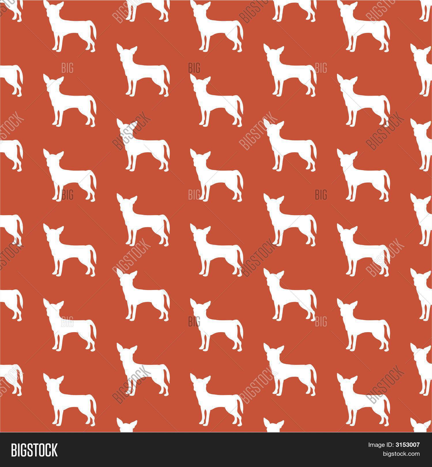 Chihuahua Wallpaper Image & Photo (Free Trial) | Bigstock