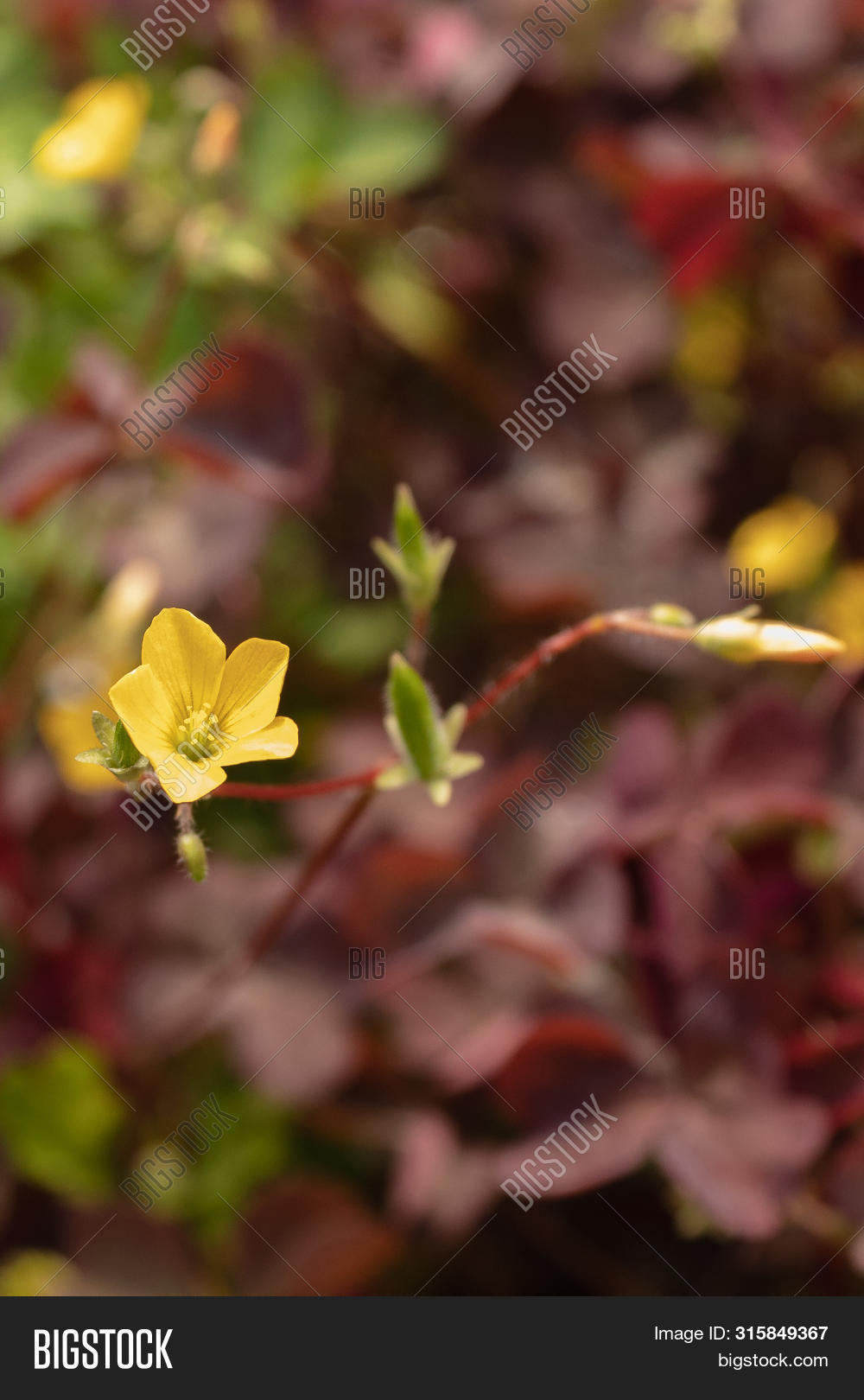 Yellow Clover Flowers Image Photo Free Trial Bigstock