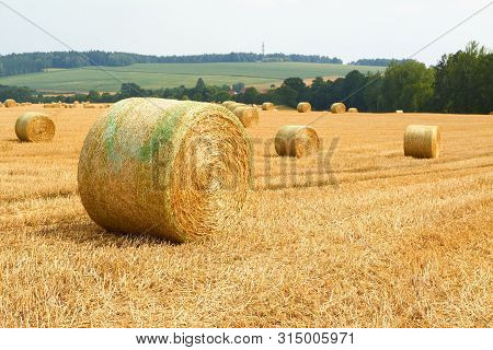 Large Straw Bales Lie In The Sunshine On A Harvested Field.