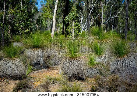 Black Boy Plants In The Wild - Australia