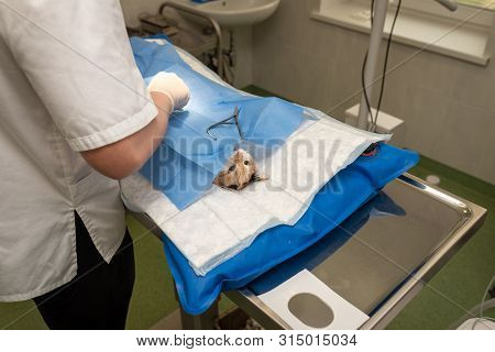 Vet Doing The Operation For Sterilization. The Cat On The Operating Table In A Veterinary Clinic. Ca