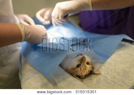 Vet Doing The Operation For Sterilization. The Cat On The Operating Table In A Veterinary Clinic. Ca