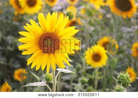 Sunflowerfield, Close-up Of A Single Plant, Colorful Natural Background