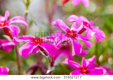 Close Up Of Beautiful Pink And White Blooming Gillyflower