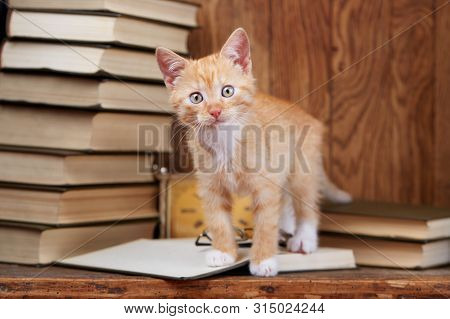 A Cat In The Library Reads A Book. On A Wooden Background