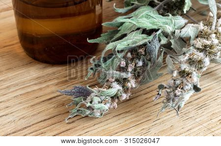 Motherwort - A Medicinal Plant With A Calming Effect