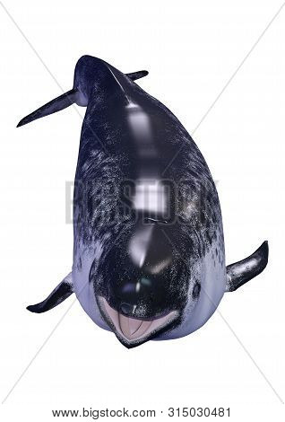 3D Rendering Female Narwhal On White