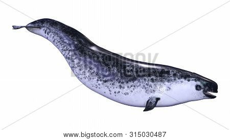 3D Rendering Female Narwhal On White