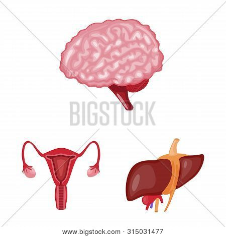 Vector Illustration Of Anatomy And Organ Icon. Set Of Anatomy And Medical Vector Icon For Stock.