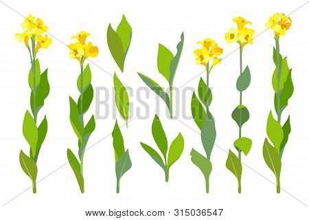 Vector Handdrawn Plant Clipart Canna Lily Flowers Set