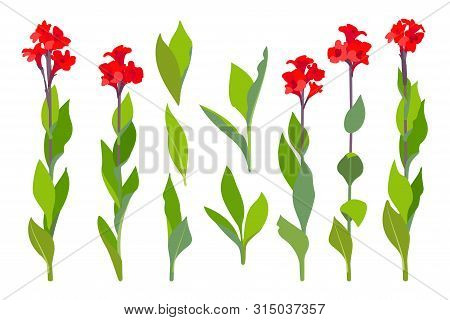 Vector Handdrawn Plant Clipart Canna Lily Flowers Set
