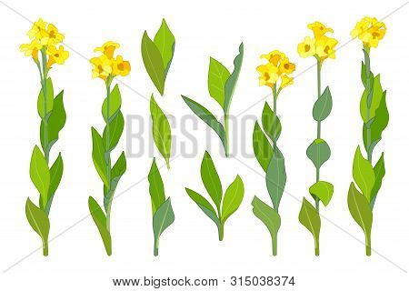 Vector Handdrawn Plant Clipart Canna Lily Flowers Set