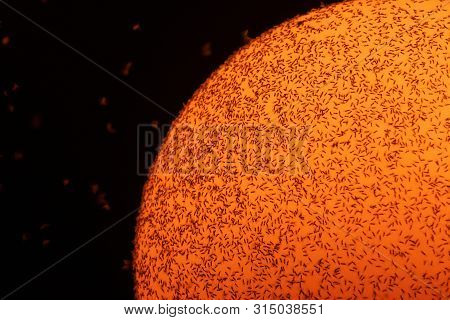 Swarming Flying Ants Engulfing A Glass Globe Of A Lamppost Resembling The Photo Of The Sun. Insects,