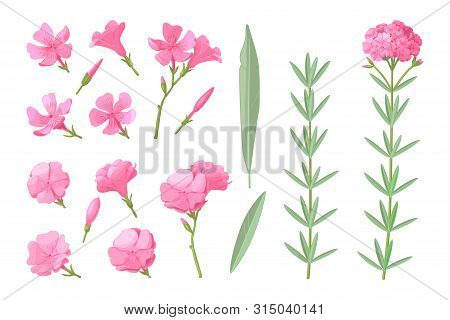 Vector Handdrawn Plant Clipart Oleander Flowers Set