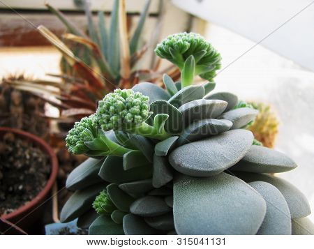 The Plant Cotiledon Is Rounded, The Buds Are Ready To Bloom