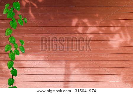 Green Leaves Of Coatbuttons Nature Border And Shadow Plant Tree On Red Wood
