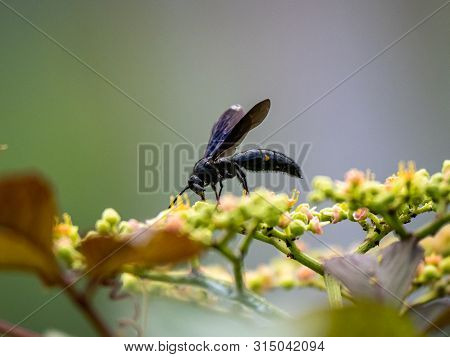 A Scolia Oculata, キオ