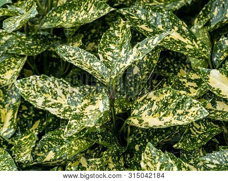 Decorative Spotted Laurel Leaves, Aucuba Japonica, Grow In A Japanese Garden. Native To Japan, These