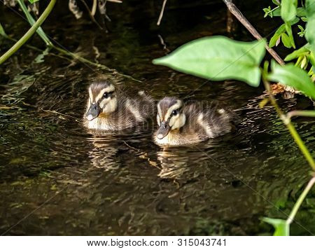 A Family Of Eastern Spot-billed Ducks, Anas Zonorhyncha, Swim In A Small River In Western Yokohama, 