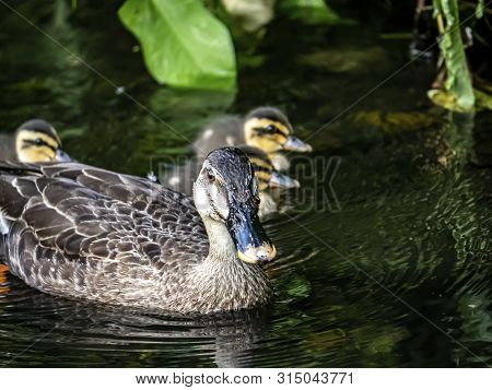 A Family Of Eastern Spot-billed Ducks, Anas Zonorhyncha, Swim In A Small River In Western Yokohama, 